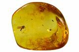 Detail Fossil Fly (Diptera) In Baltic Amber #128360-1
